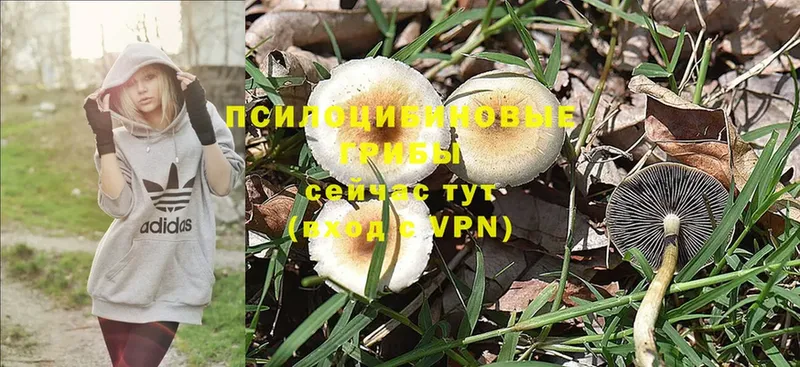 Псилоцибиновые грибы мухоморы Ардатов